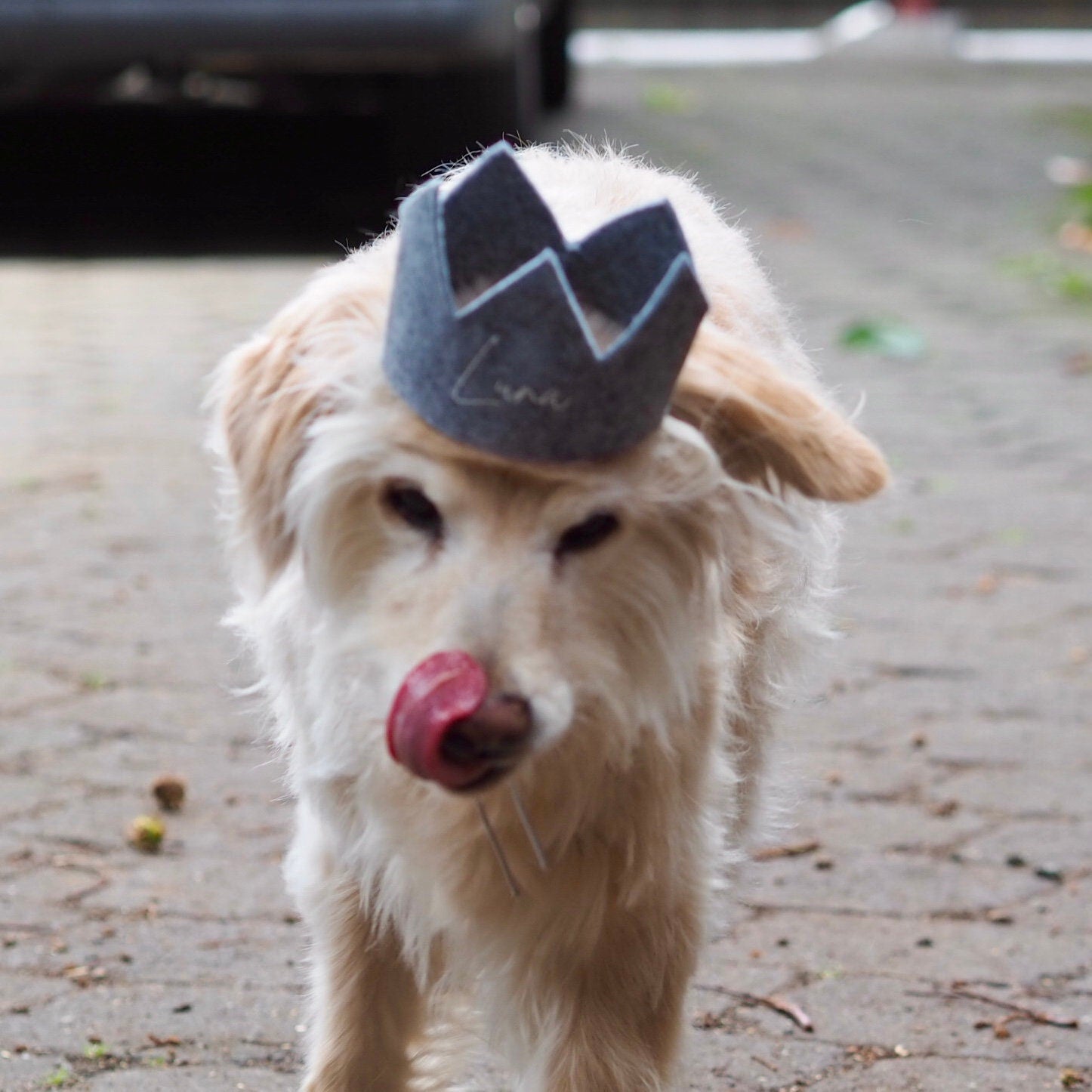 Personalisierte Hundekrone | Für den perfekten Hundegeburtstag